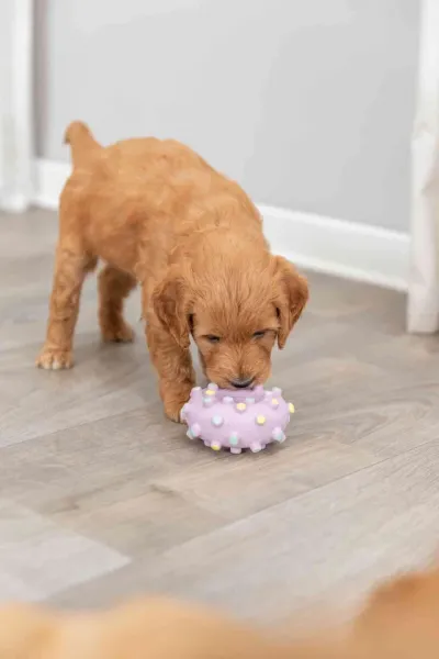 Preview: Junior Mini-Ring